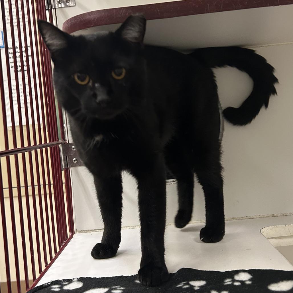 Benny, Adoptable, Adult Male Domestic Short Hair.