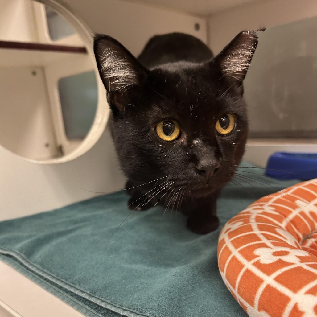 Enlarge Benny, a Adoptable Domestic Short Hair in Cheyenne, WY image 2/3