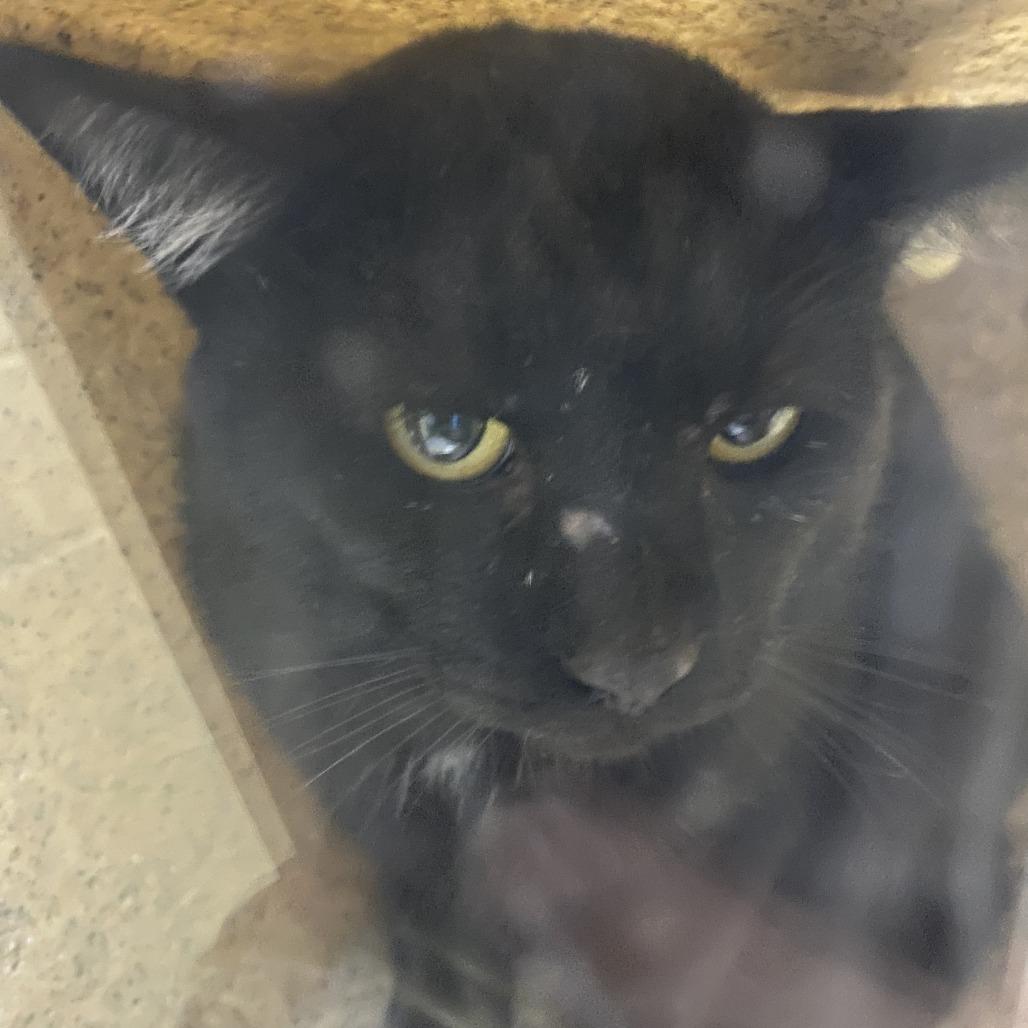 Enlarge Benny, a Adoptable Domestic Short Hair in Cheyenne, WY image 1/1