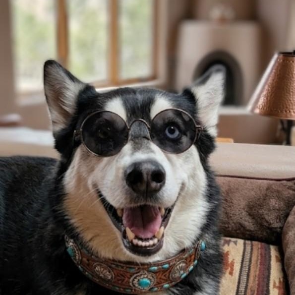 Enlarge HUSKER JOE, a ADOPTABLE Husky in Pena Blanca, NM image 1/2