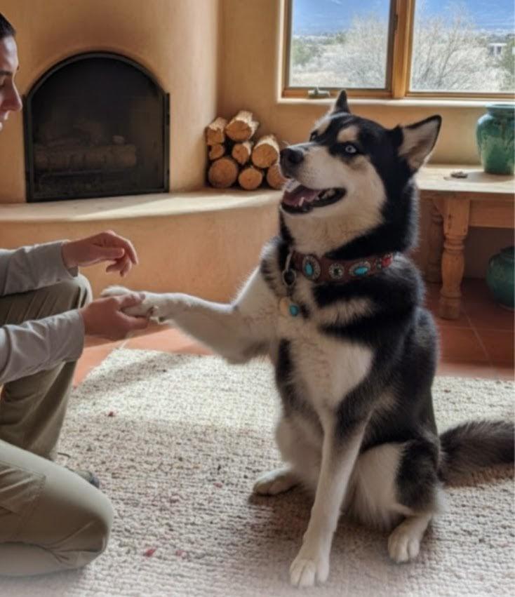 HUSKER, ADOPTABLE, Adult Male Husky.