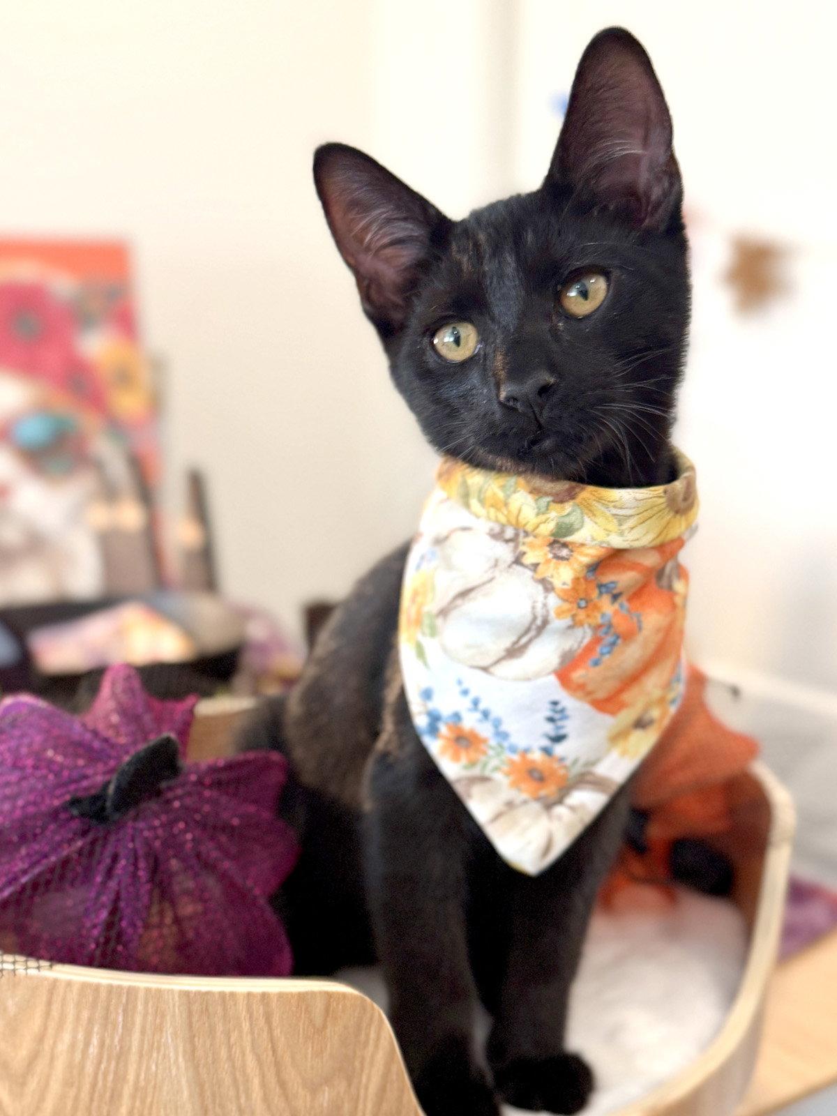 Enlarge Second Son, a Adoptable Domestic Short Hair in Ventura, CA image 1/3