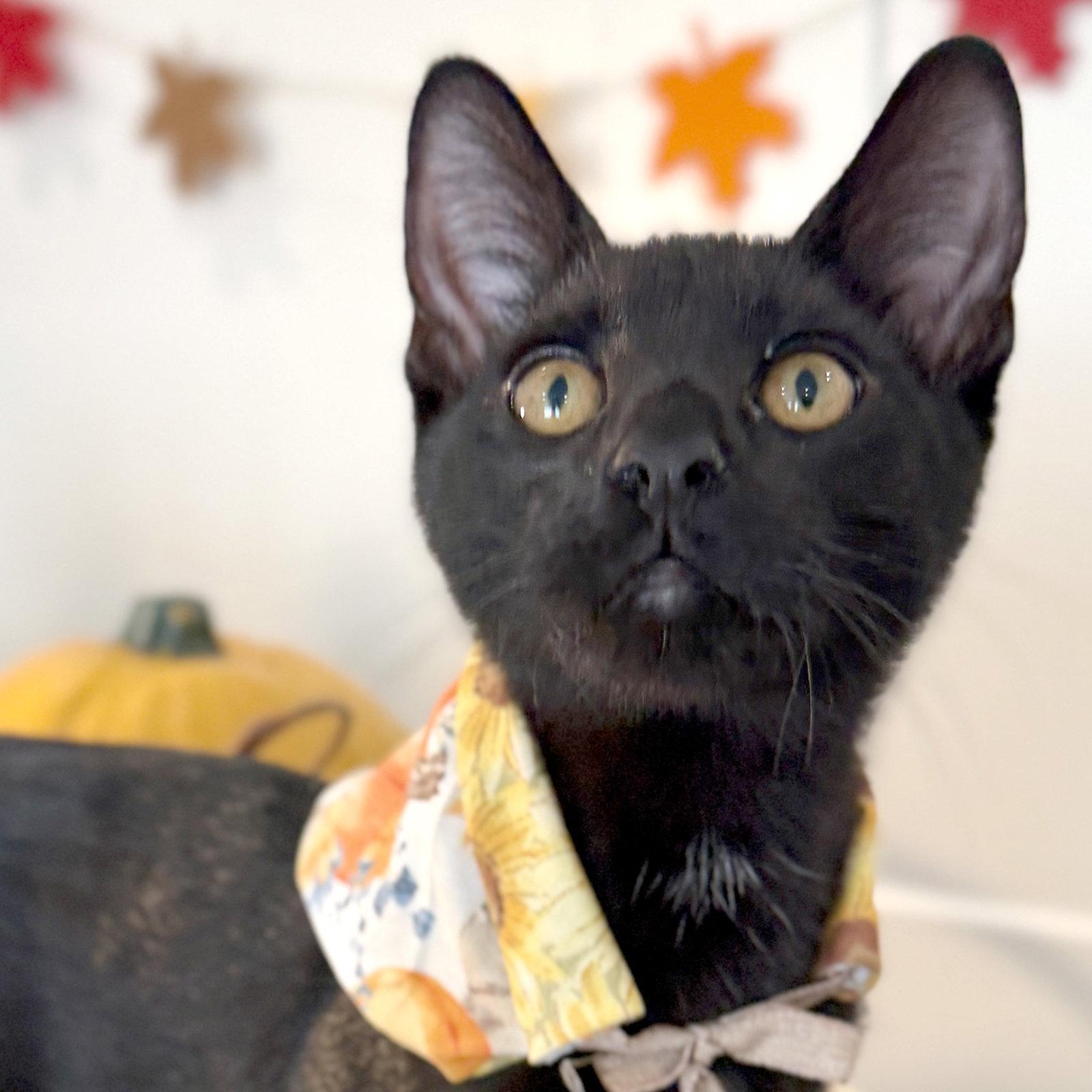 Enlarge Second Son, a Adoptable Domestic Short Hair in Ventura, CA image 2/3