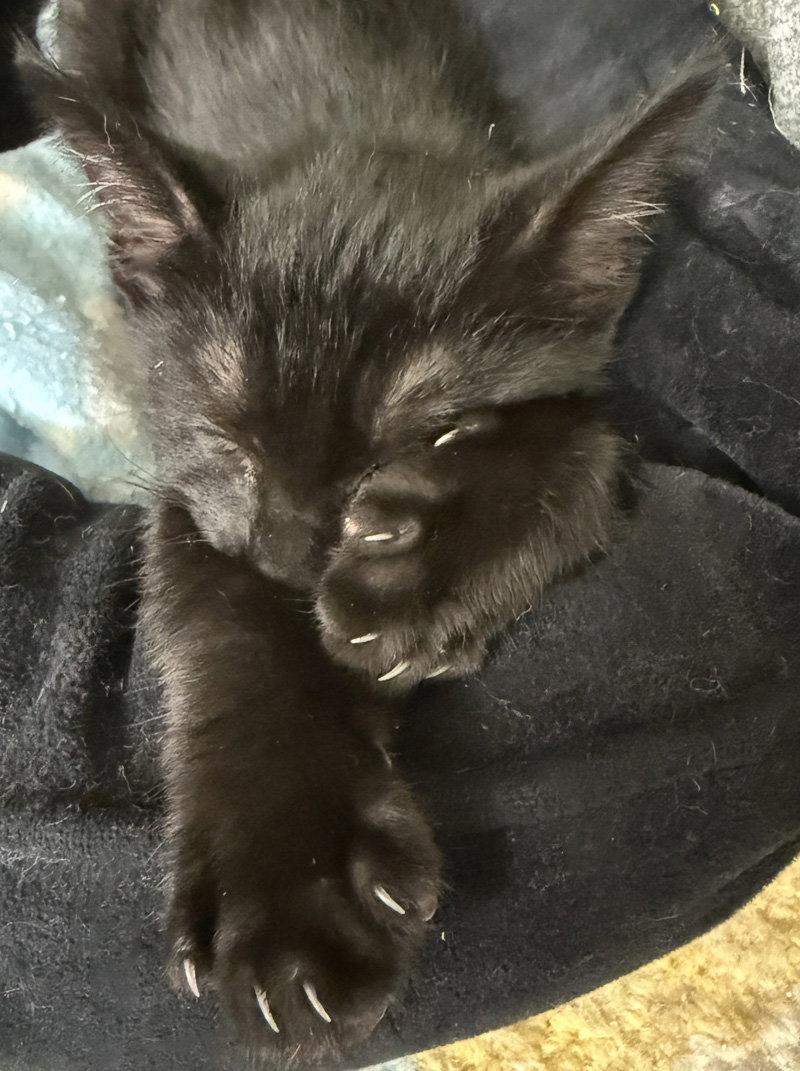 Enlarge Second Son, a Adoptable Domestic Short Hair in Ventura, CA image 1/2