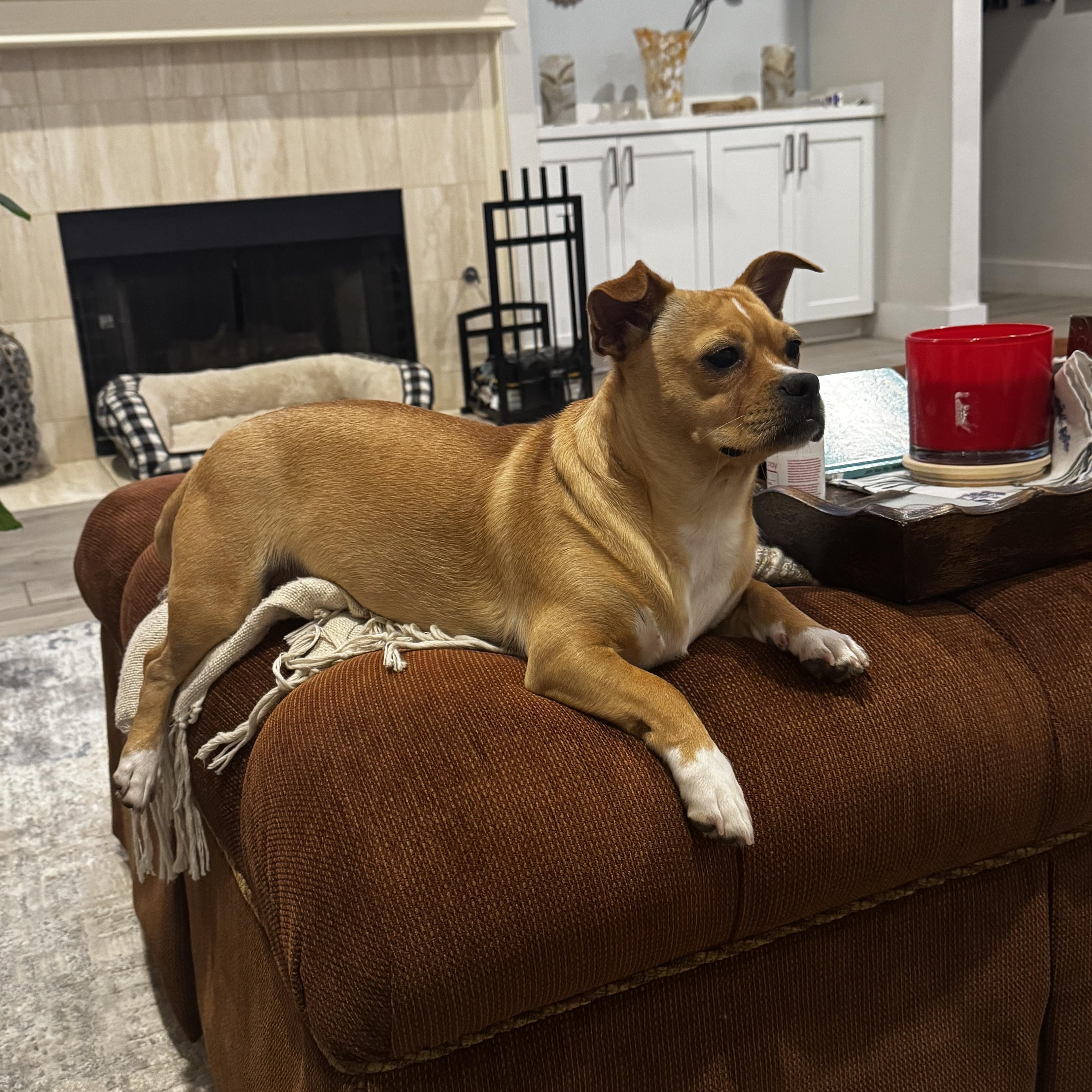 Enlarge Pato, a ADOPTABLE mixed breed in Plano, TX image 3/4