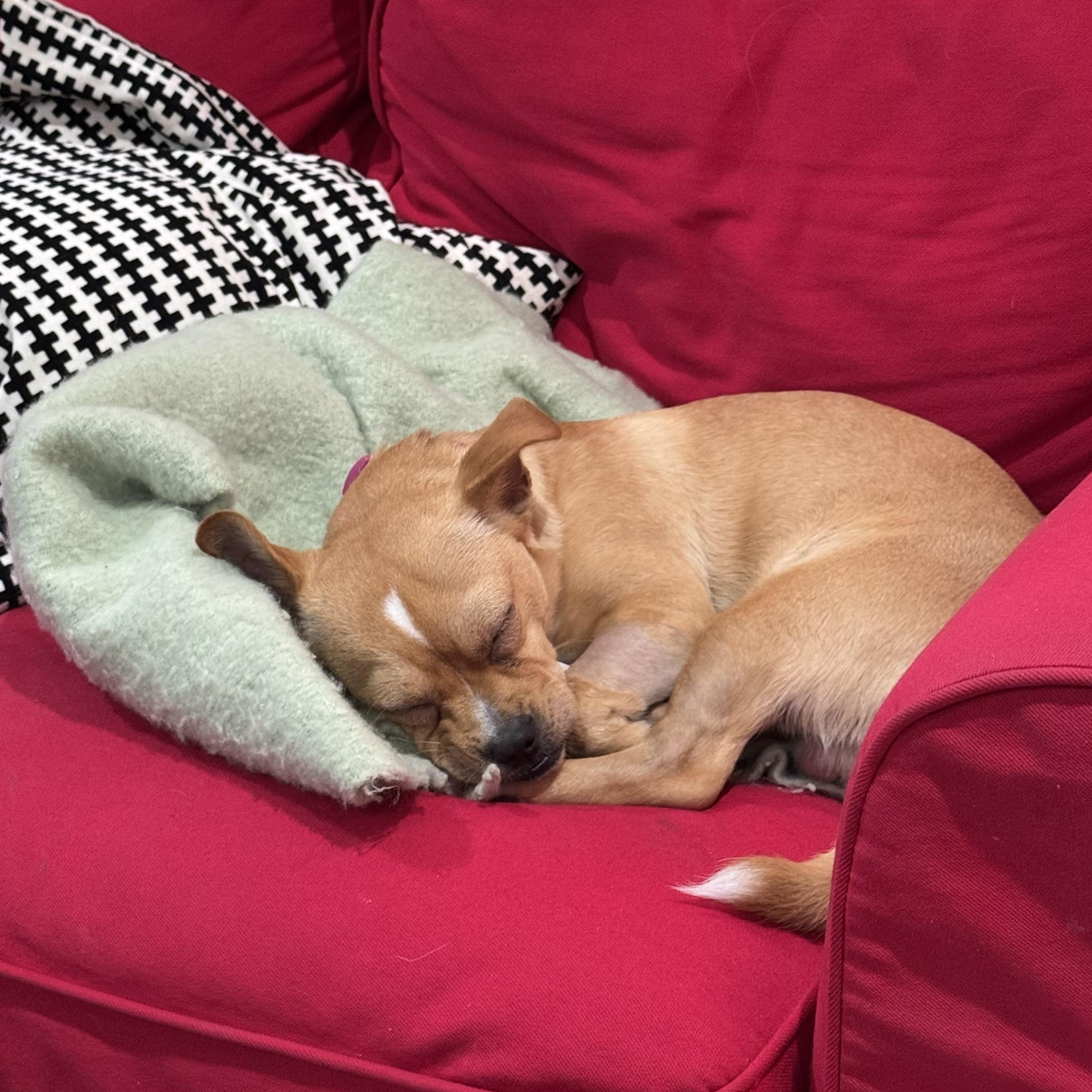 Enlarge Pato, a ADOPTABLE mixed breed in Plano, TX image 2/4