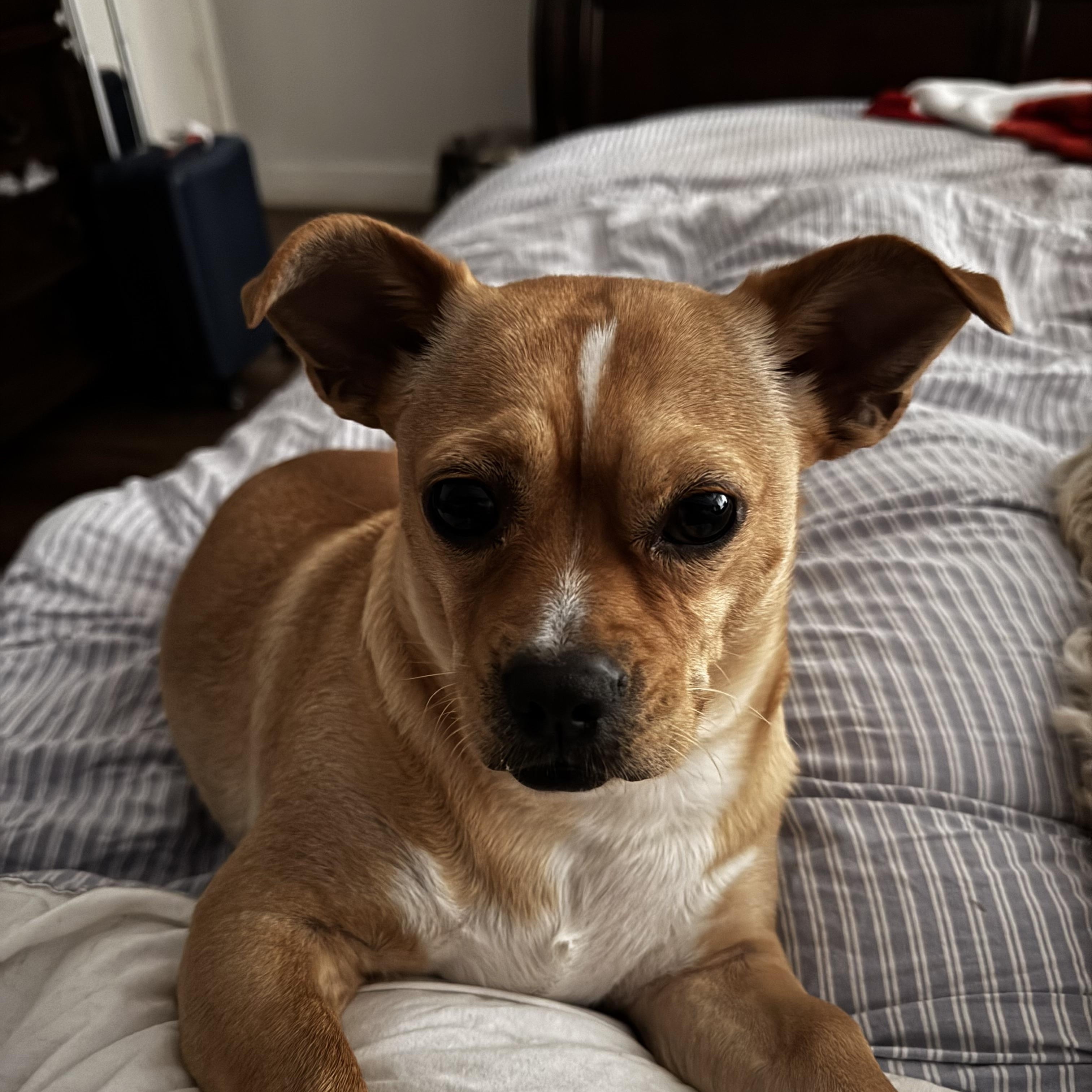 Pato, ADOPTABLE, Young Male Chihuahua.