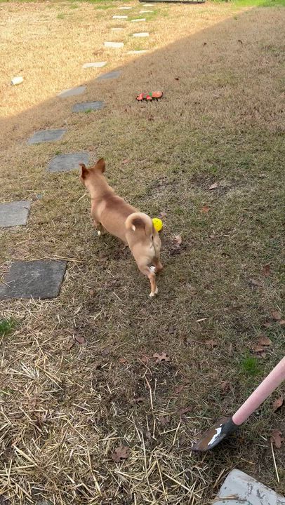 Enlarge Pato, a ADOPTABLE mixed breed in Plano, TX video 4/4