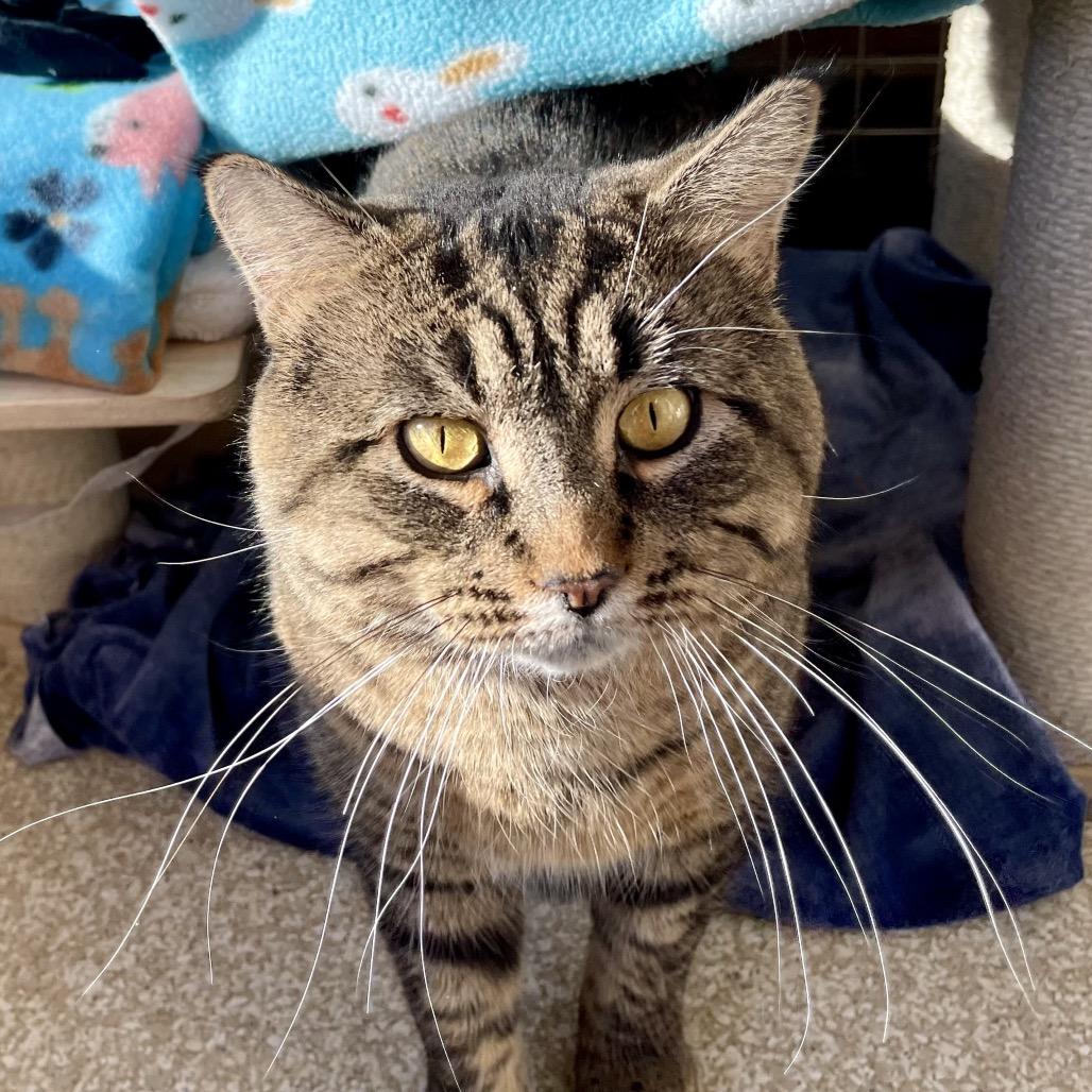 Enlarge Macho Man, a Adoptable Domestic Short Hair in Deerfield, IL image 1/6