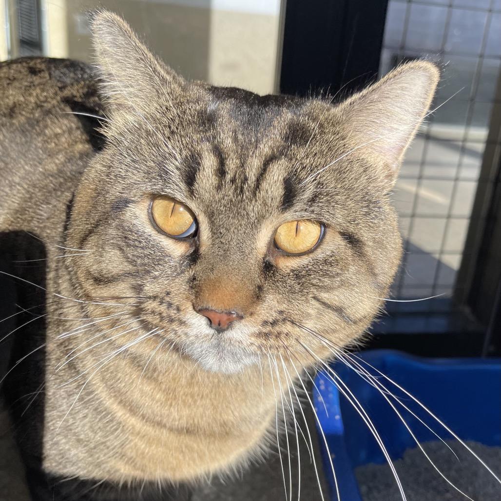 Macho Man, Adoptable, Adult Male Domestic Short Hair.