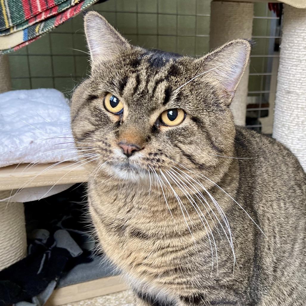 Enlarge Macho Man, a Adoptable Domestic Short Hair in Deerfield, IL image 3/6