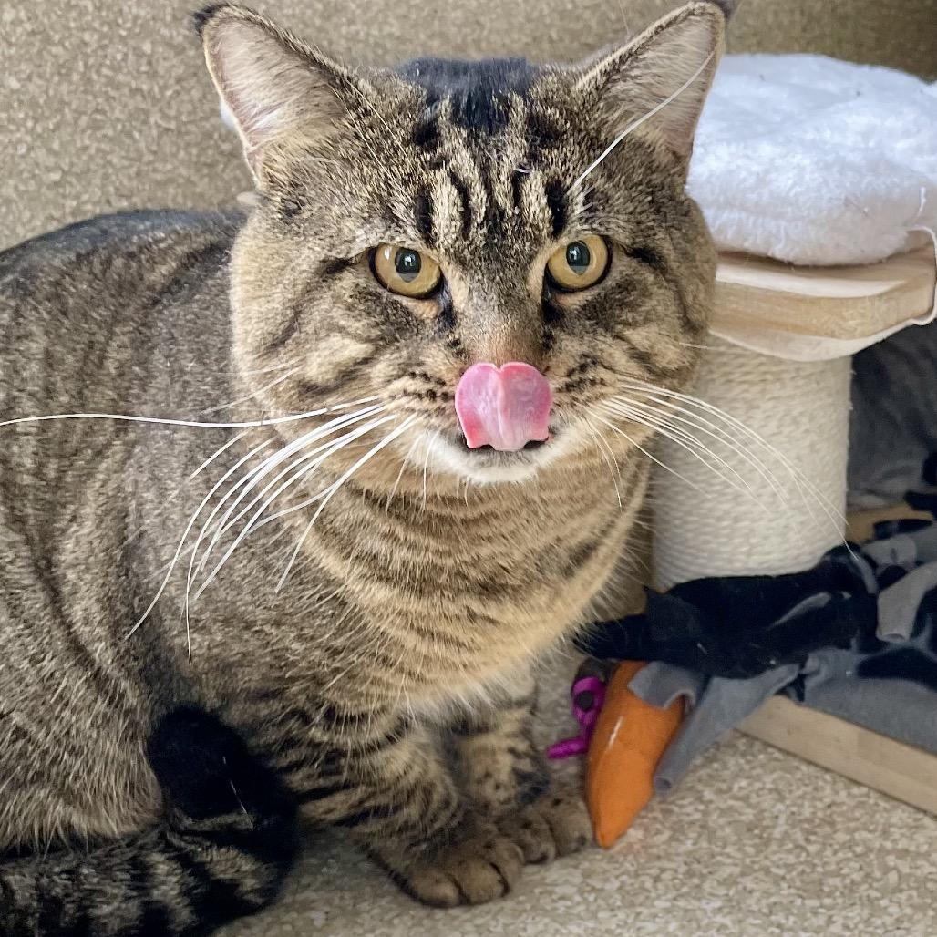 Enlarge Macho Man, a Adoptable Domestic Short Hair in Deerfield, IL image 2/6