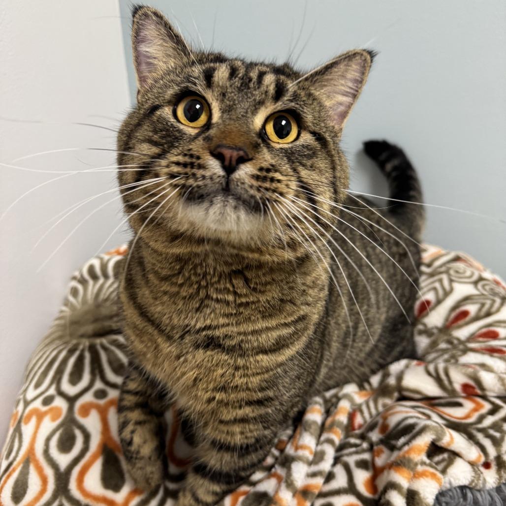 Enlarge Macho Man, a Adoptable Domestic Short Hair in Deerfield, IL image 4/6