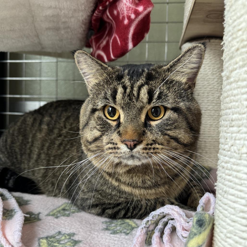 Enlarge Macho Man, a Adoptable Domestic Short Hair in Deerfield, IL image 5/6