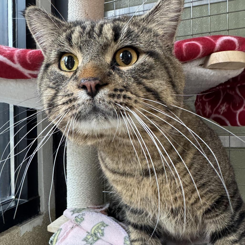 Enlarge Macho Man, a Adoptable Domestic Short Hair in Deerfield, IL image 6/6