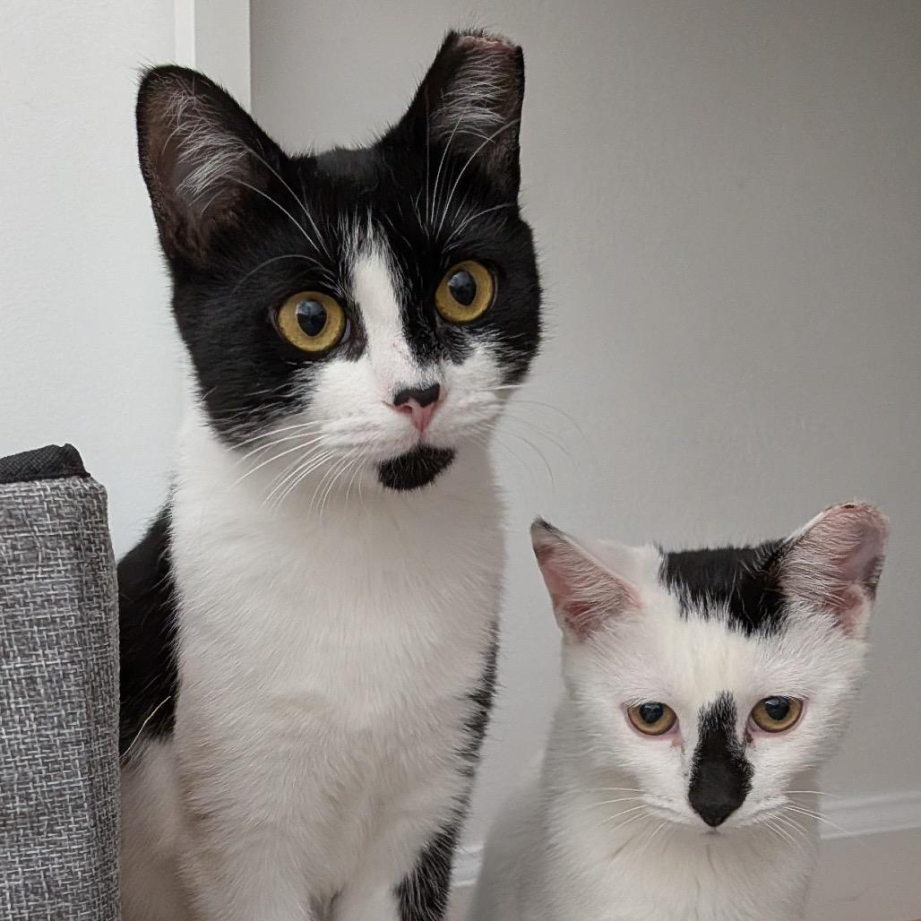 Lily (Mama), Adoptable, Young Female Domestic Short Hair.