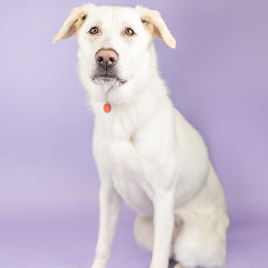 Enlarge Bianca, a Adoptable Mixed Breed in Portland, OR image 2/3