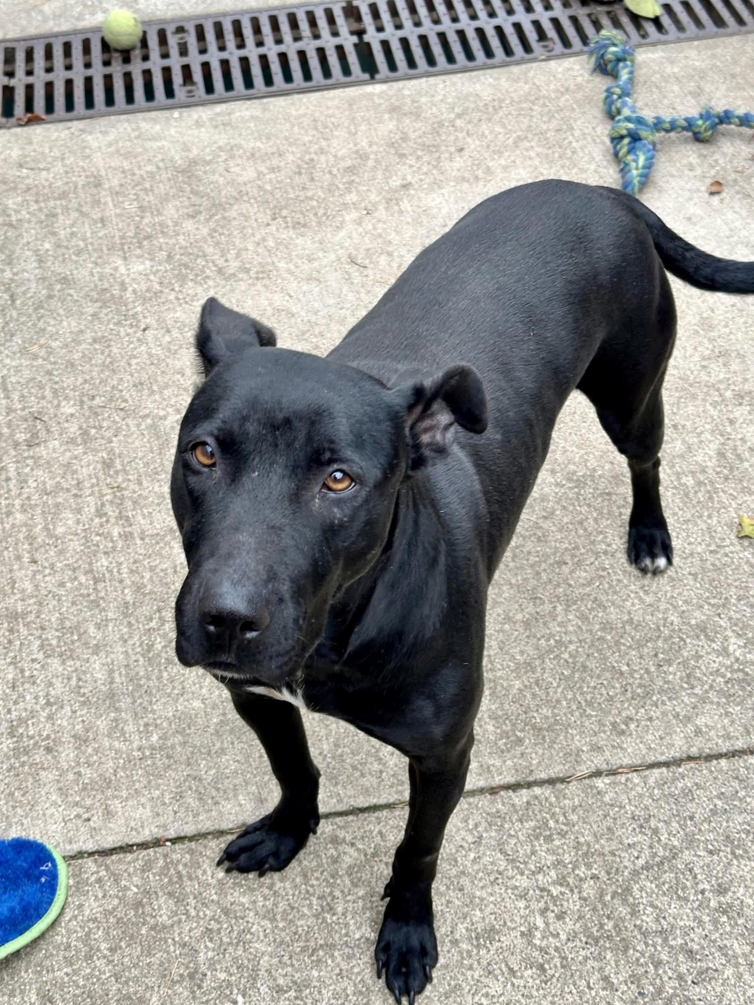 Geraldine, ADOPTABLE, Adult Female Labrador Retriever & Pit Bull Terrier.