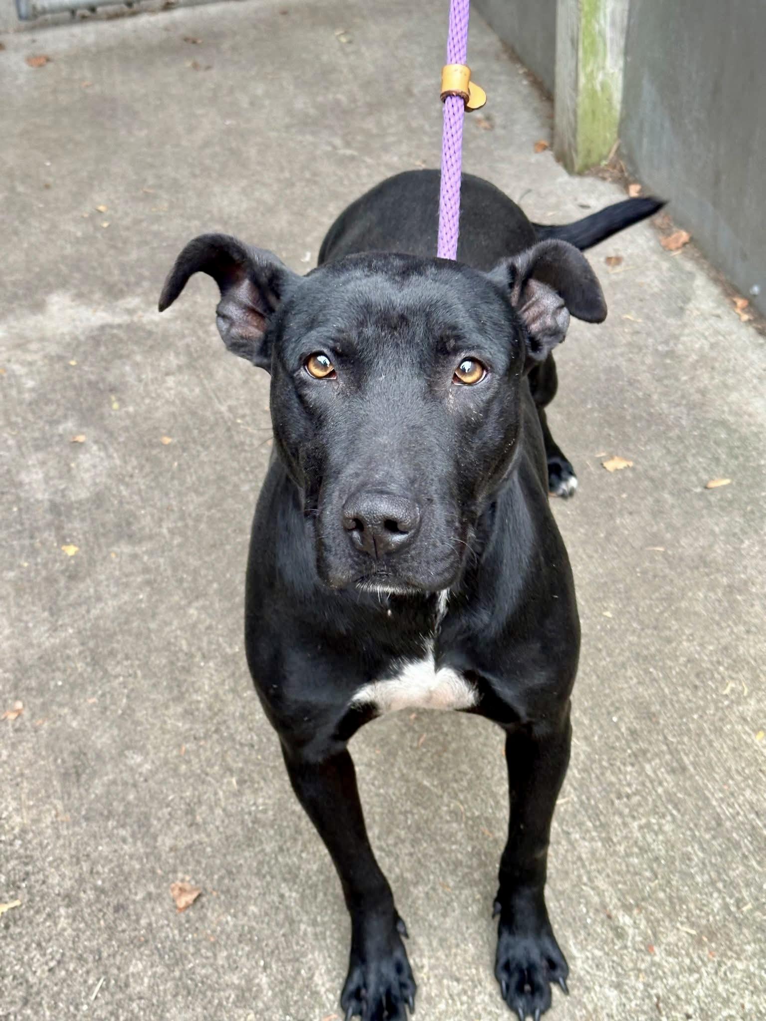 Enlarge Geraldine, a ADOPTABLE mixed breed in Chicago, IL image 2/5