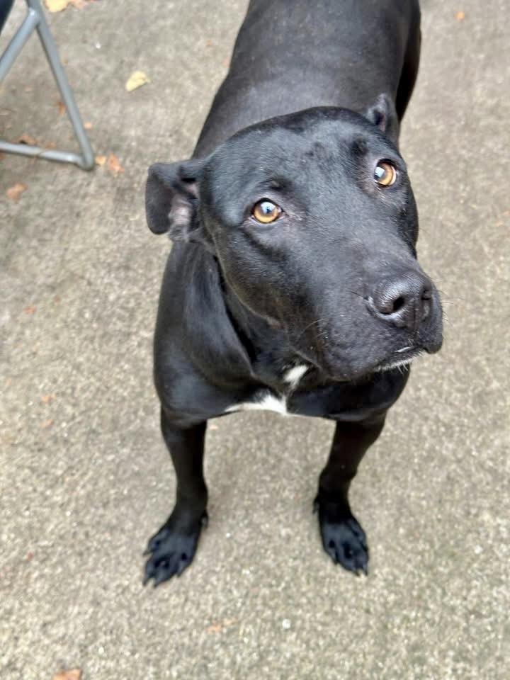 Enlarge Geraldine, a ADOPTABLE mixed breed in Chicago, IL image 3/5