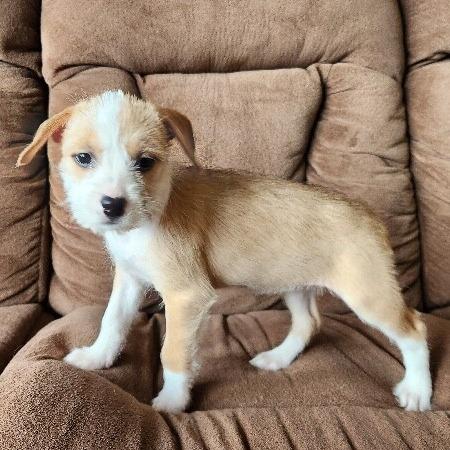 Molly, Adoptable, Puppy Female Chihuahua & Pit Bull Terrier.