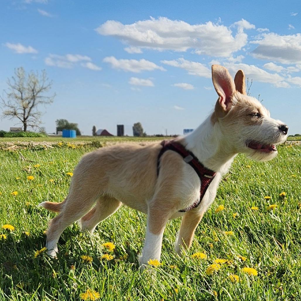 Molly, a Adoptable mixed breed in Alma, WI image 1/6