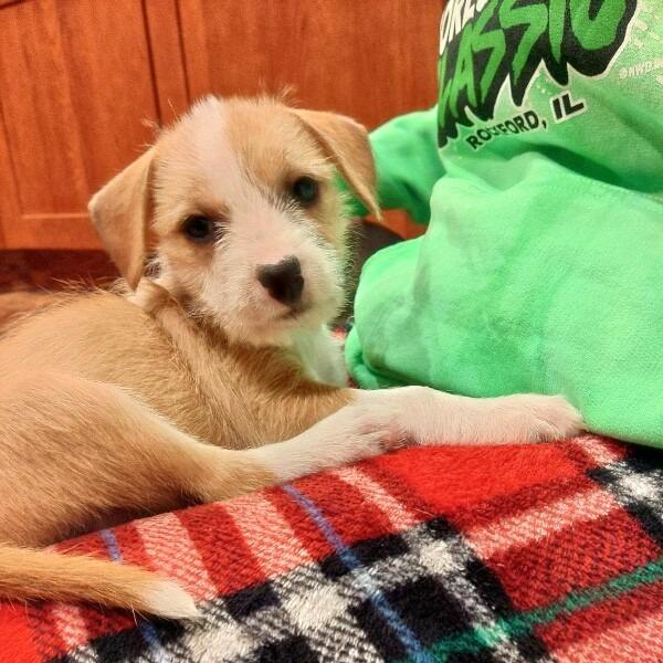 Enlarge Molly, a Adoptable mixed breed in Alma, WI image 2/4