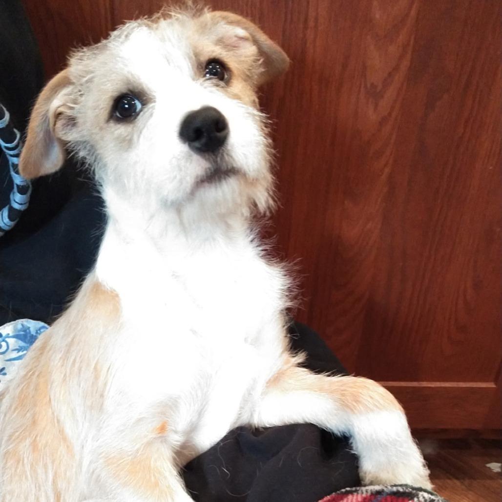 Molly, a Adoptable mixed breed in Alma, WI image 2/6