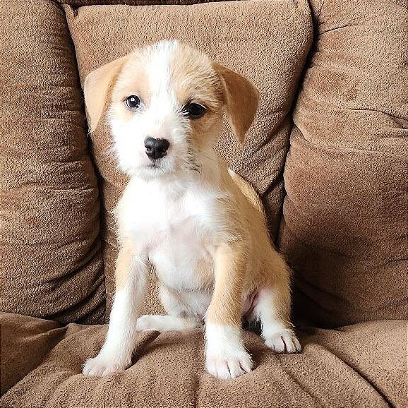 Molly, Adoptable, Puppy Female Chihuahua & Pit Bull Terrier.