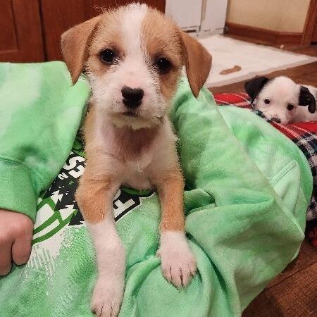 Enlarge Molly, a Adoptable mixed breed in Alma, WI image 4/4