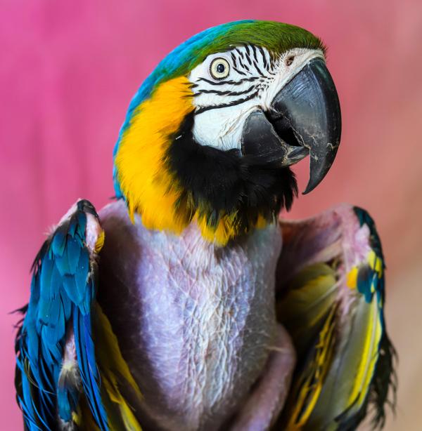Enlarge Izzy, a Adoptable Macaw in Elizabeth, CO image 2/3