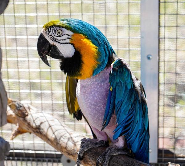 Izzy, Adoptable, Senior Female Macaw.