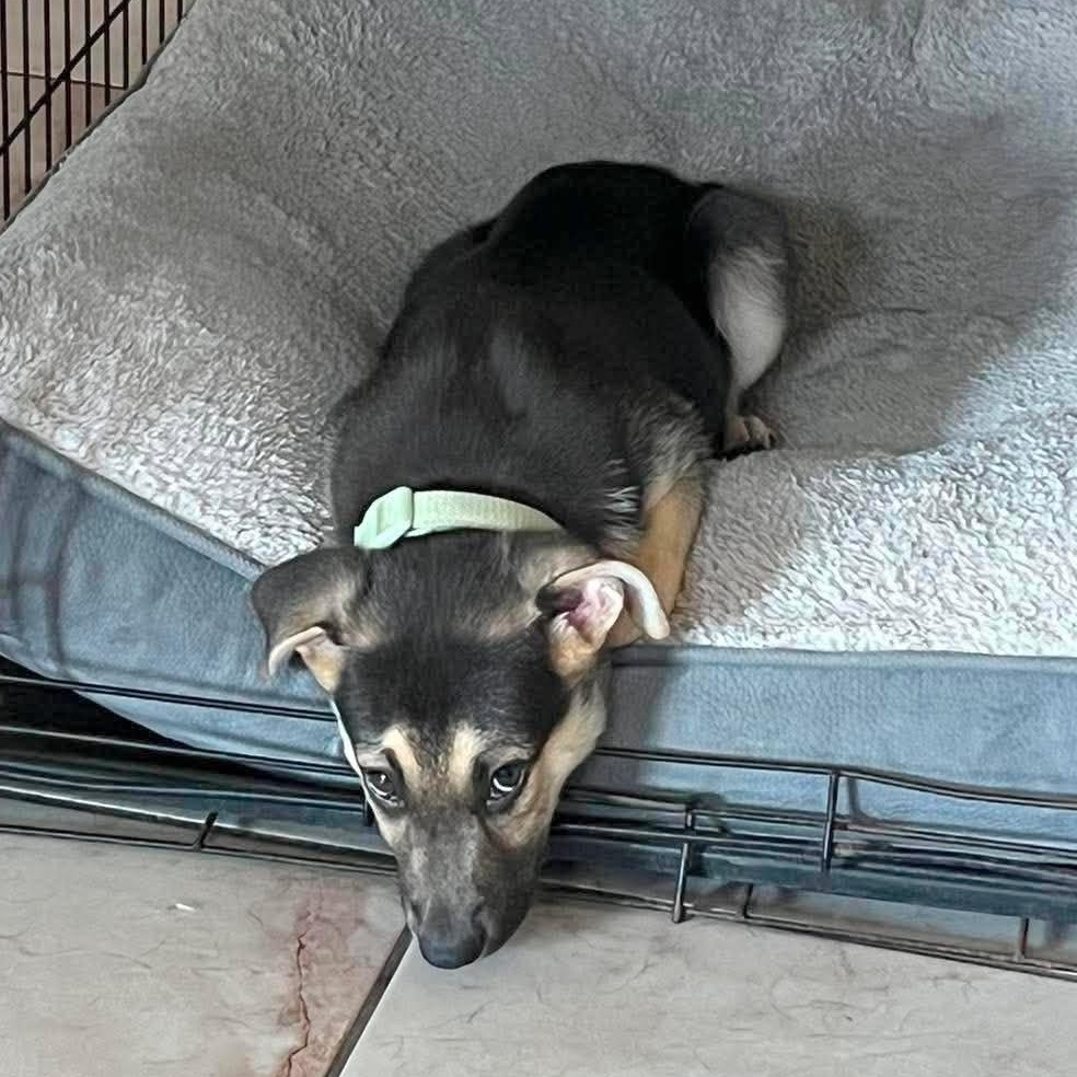Kirby, an adopted mixed breed in Linthicum Heights, MD image 4/6