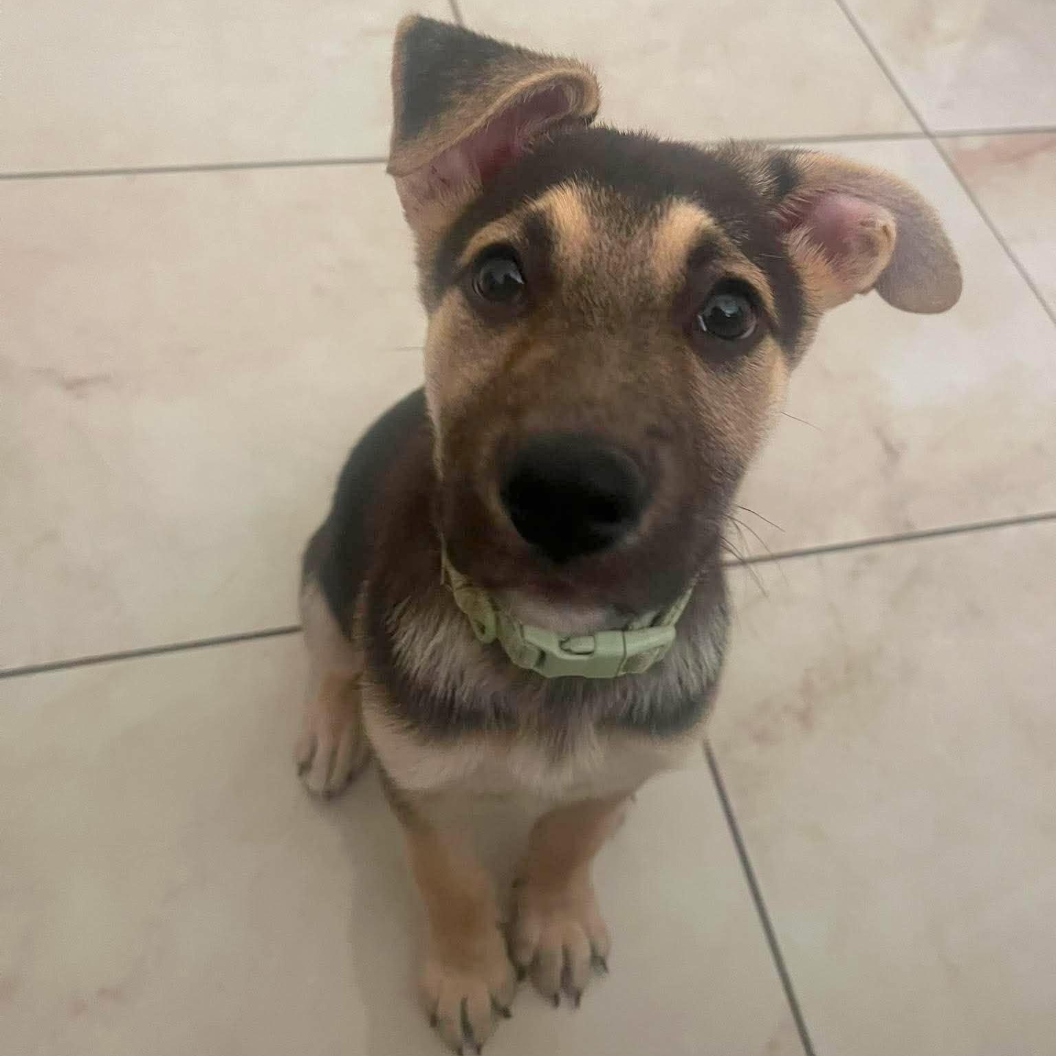 Kirby, an adopted mixed breed in Linthicum Heights, MD image 5/6