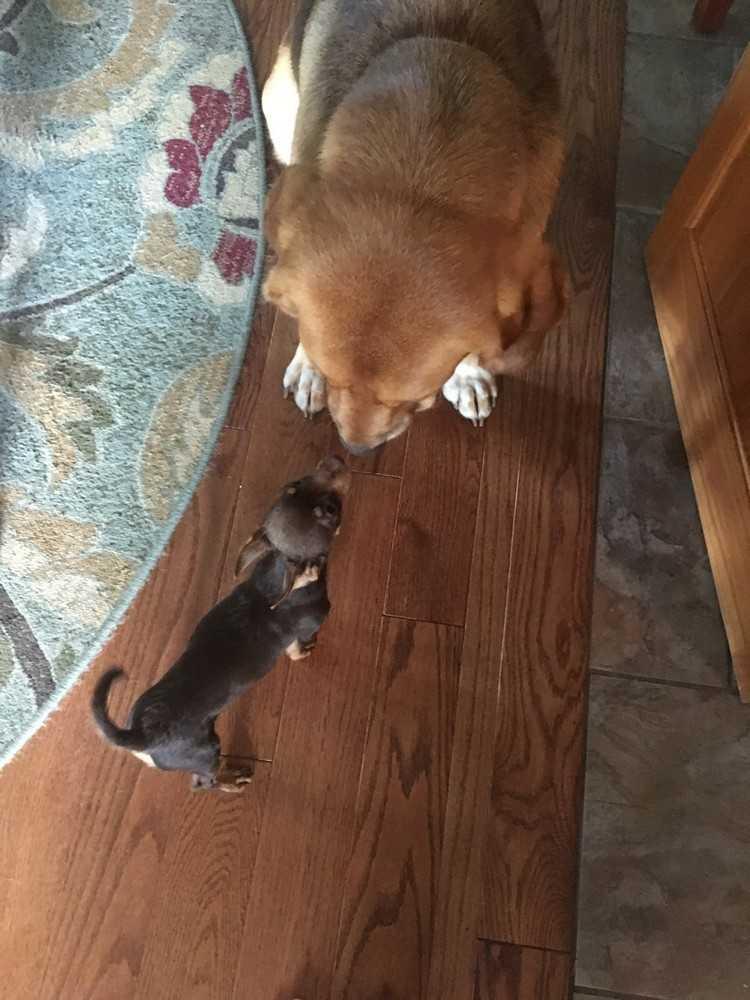 Biscuit, Adopted, Puppy Male Miniature Pinscher & Chihuahua.