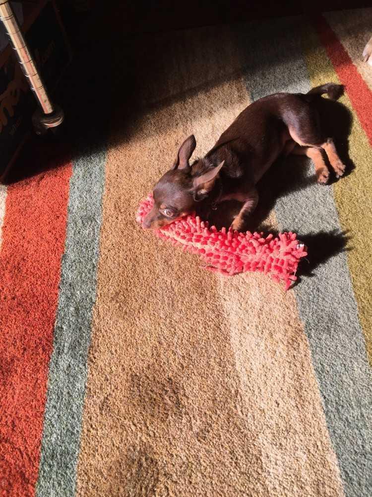 Enlarge Biscuit, a Adopted mixed breed in Richmond, KY image 2/3