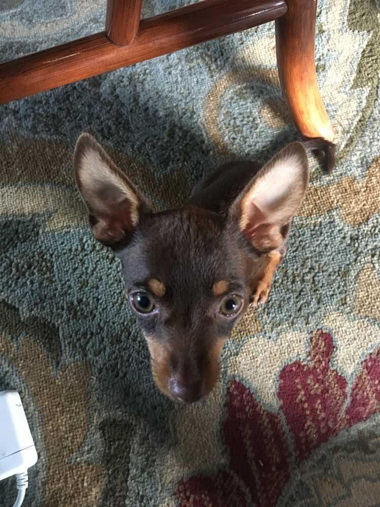 Enlarge Biscuit, a Adopted mixed breed in Richmond, KY image 3/3