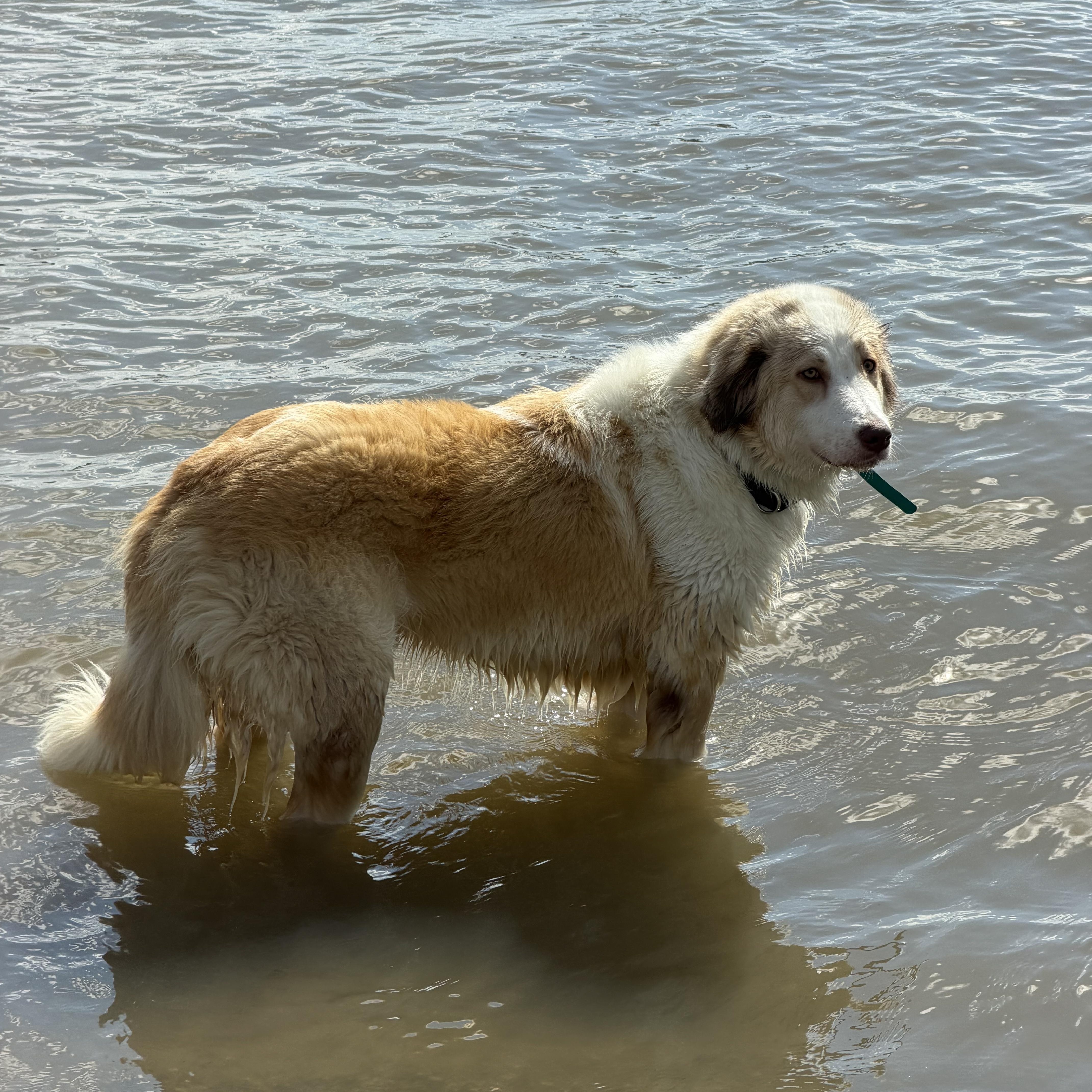 Enlarge Tutu, a Adoptable mixed breed in brewster , NY image 2/6