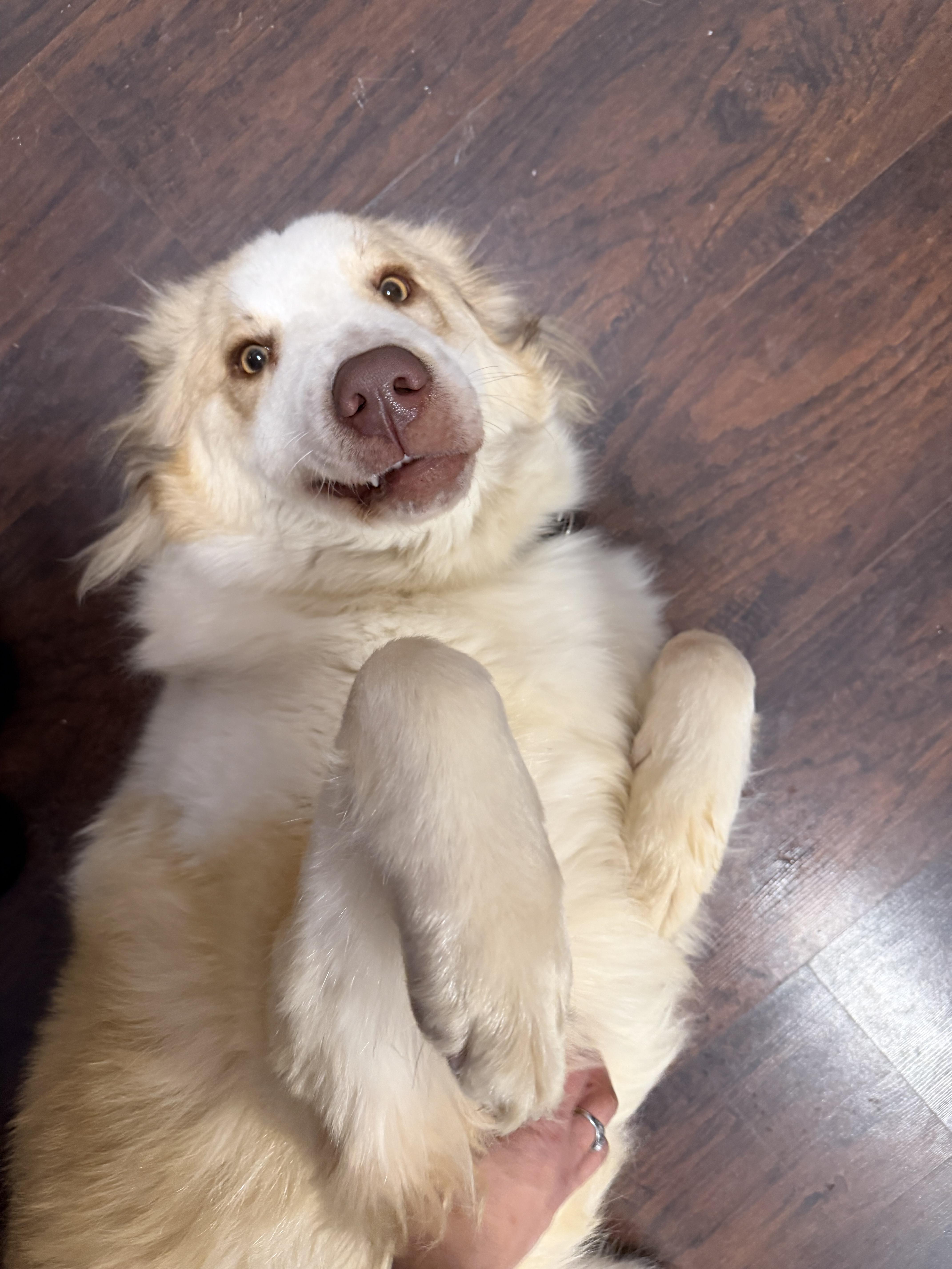 Enlarge Tutu, a Adoptable mixed breed in brewster , NY image 5/6
