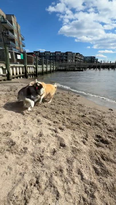 Enlarge Tutu, a Adoptable mixed breed in brewster , NY video 3/6