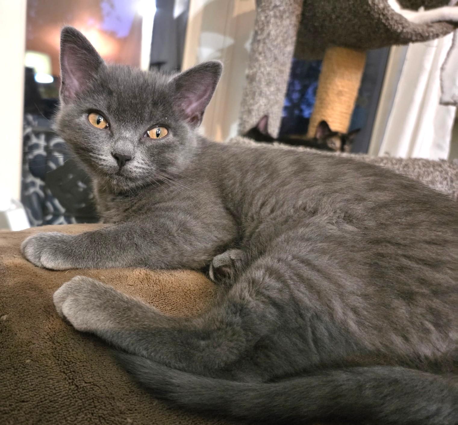 Enlarge Balenci – A Fluffy, Bright-Eyed Beauty!, an adopted Domestic Short Hair in Prescott, AZ image 1/1