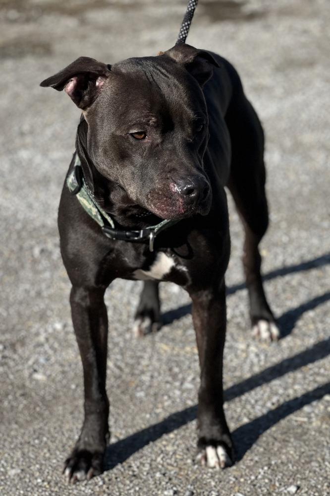 Enlarge Hugo, a Adoptable mixed breed in Richmond, IN image 1/3