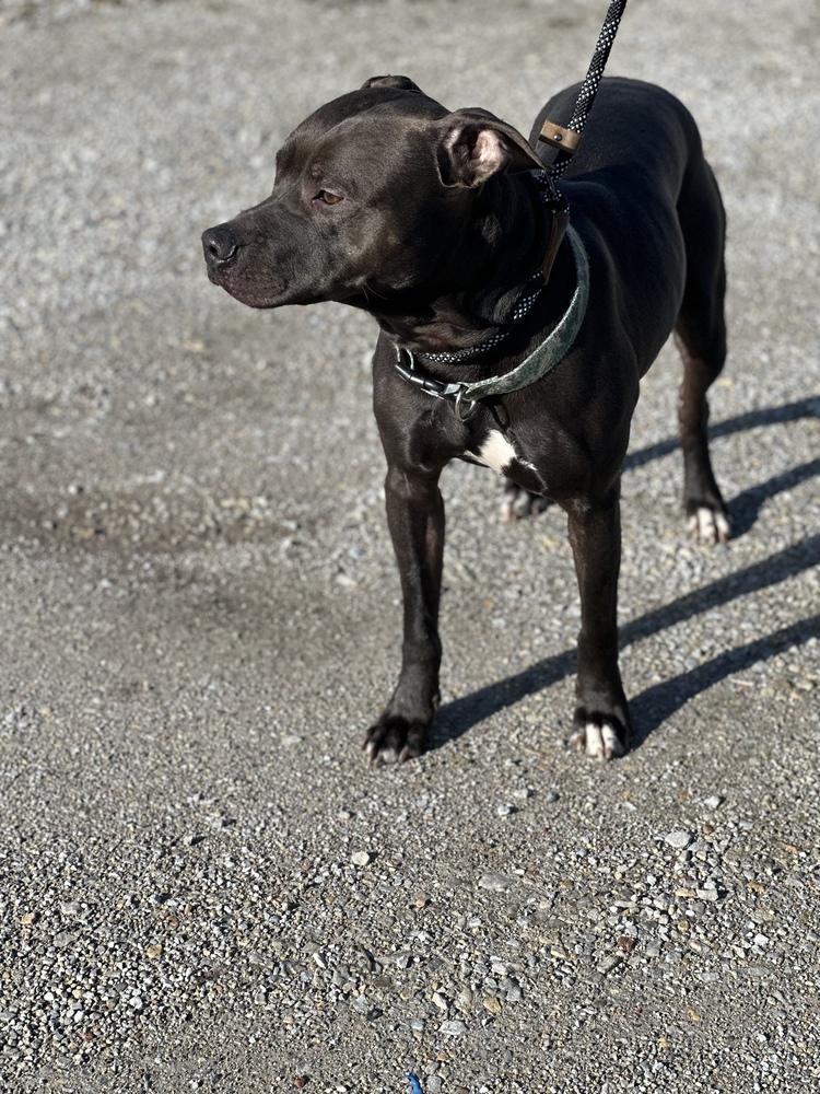 Enlarge Hugo, a Adoptable mixed breed in Richmond, IN image 2/3