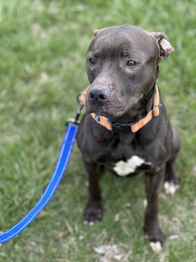 Enlarge Hugo, a Adoptable mixed breed in Richmond, IN image 3/3