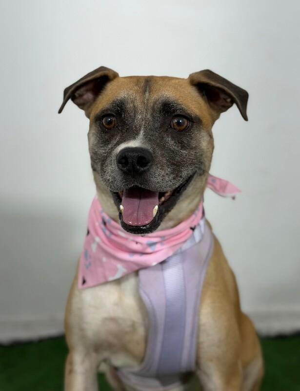 Junior-One of our Amazing Rescue Dogs, Adoptable, Young Male Boxer & Mixed Breed.