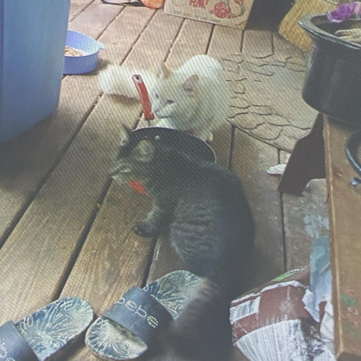 Enlarge More Outdoor Kitties in Need! courtesy post, a Adoptable Domestic Short Hair in Huddleston, VA image 1/5