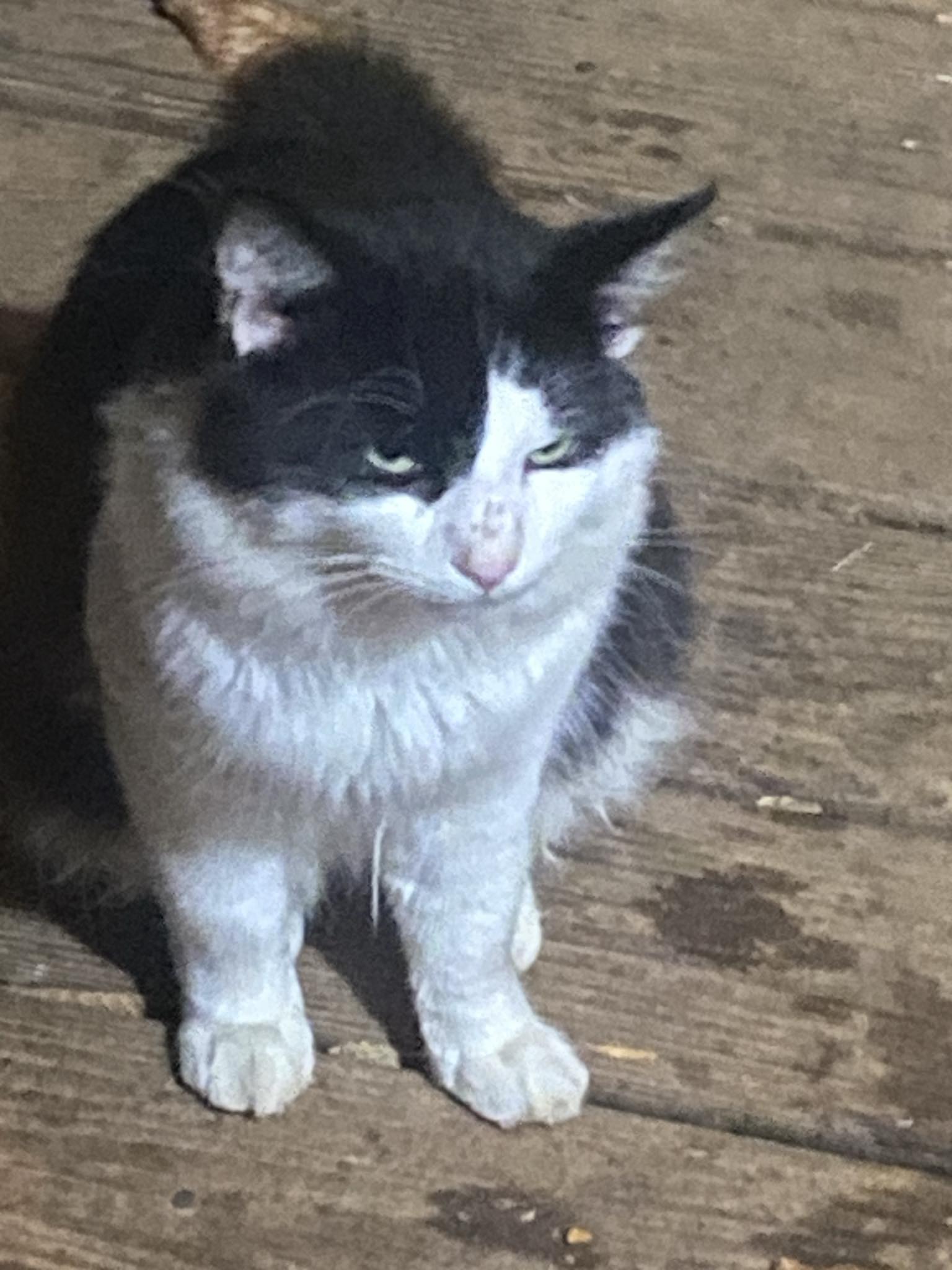 More Outdoor Kitties in Need! courtesy post