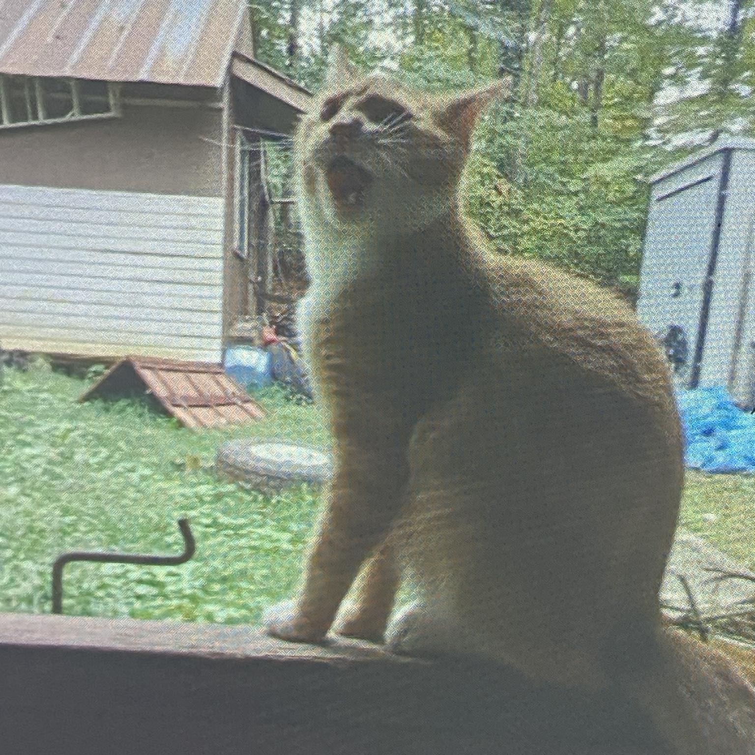 More Outdoor Kitties in Need! courtesy post — thumbnail 3