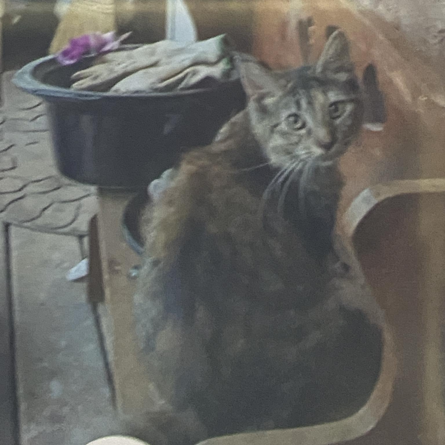 Enlarge More Outdoor Kitties in Need! courtesy post, a Adoptable Domestic Short Hair in Huddleston, VA image 4/5