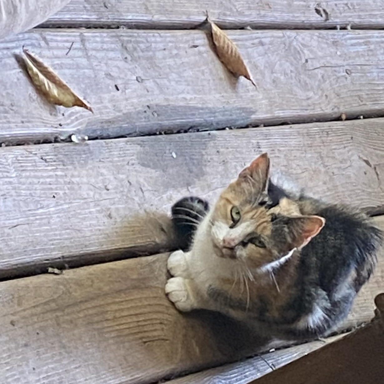 More Outdoor Kitties in Need! courtesy post